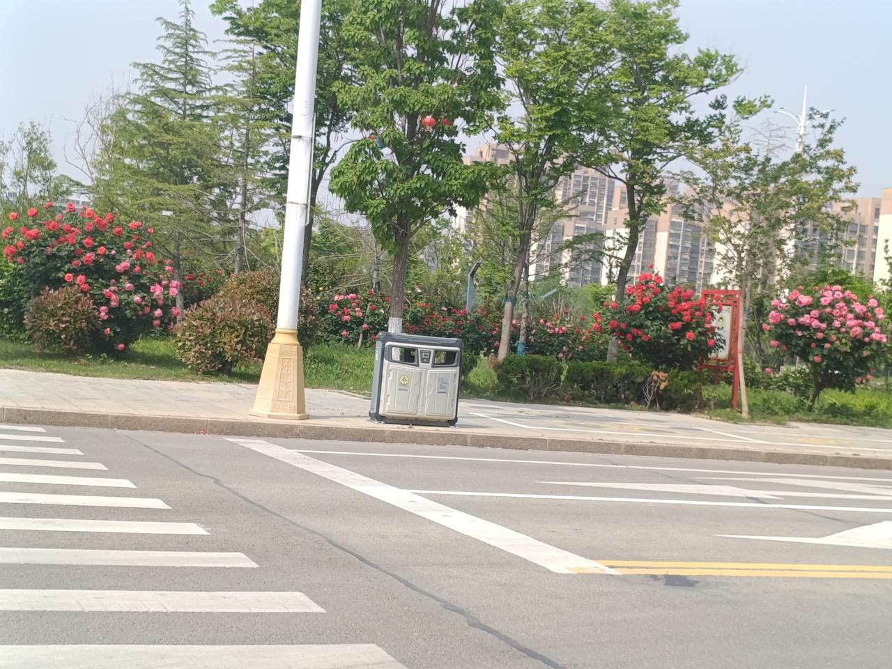 曹县曹州府前公园月季花开，此处环境萌哒哒