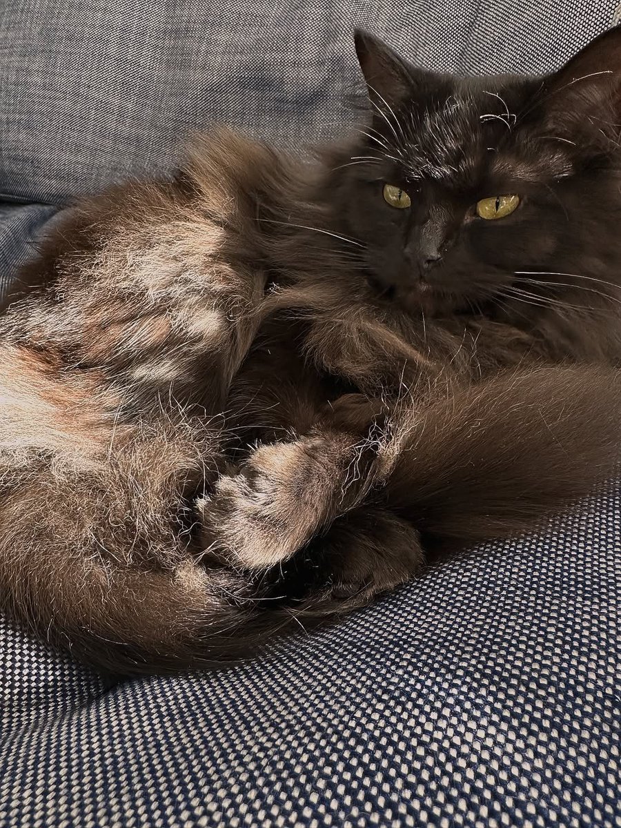 世界猫咪日🐱🐱🐱🐱话说我们小灰灰啥时候露脸？莉莉娅你有什么头猪不？ 