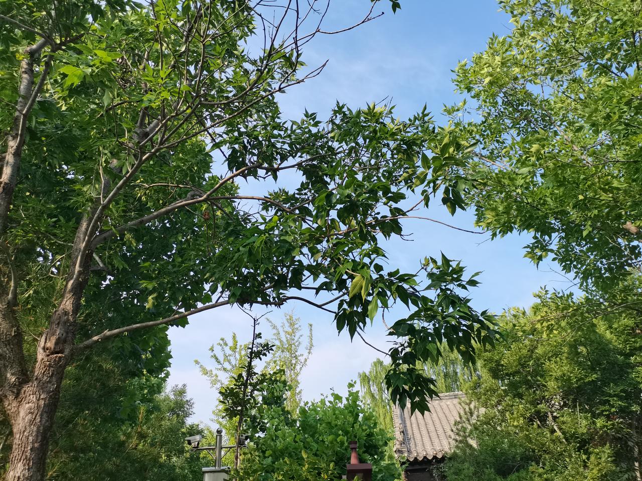 端午自驾奔赴泰安，沿途绿树透过车窗映入眼帘；车载冰箱、台式机全部稳妥固定，吃住娱