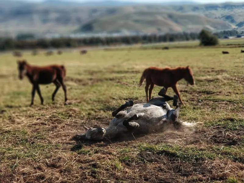 太痛心了！47岁的贺娇龙工作时坠马，因伤抢救无效离世。1月11日，她在博乐市为农