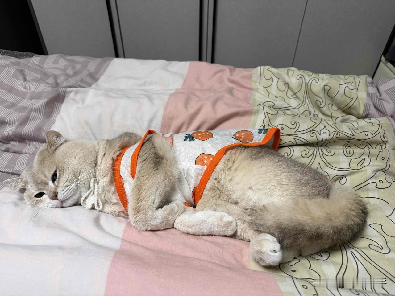 睡姿优美的小猫。