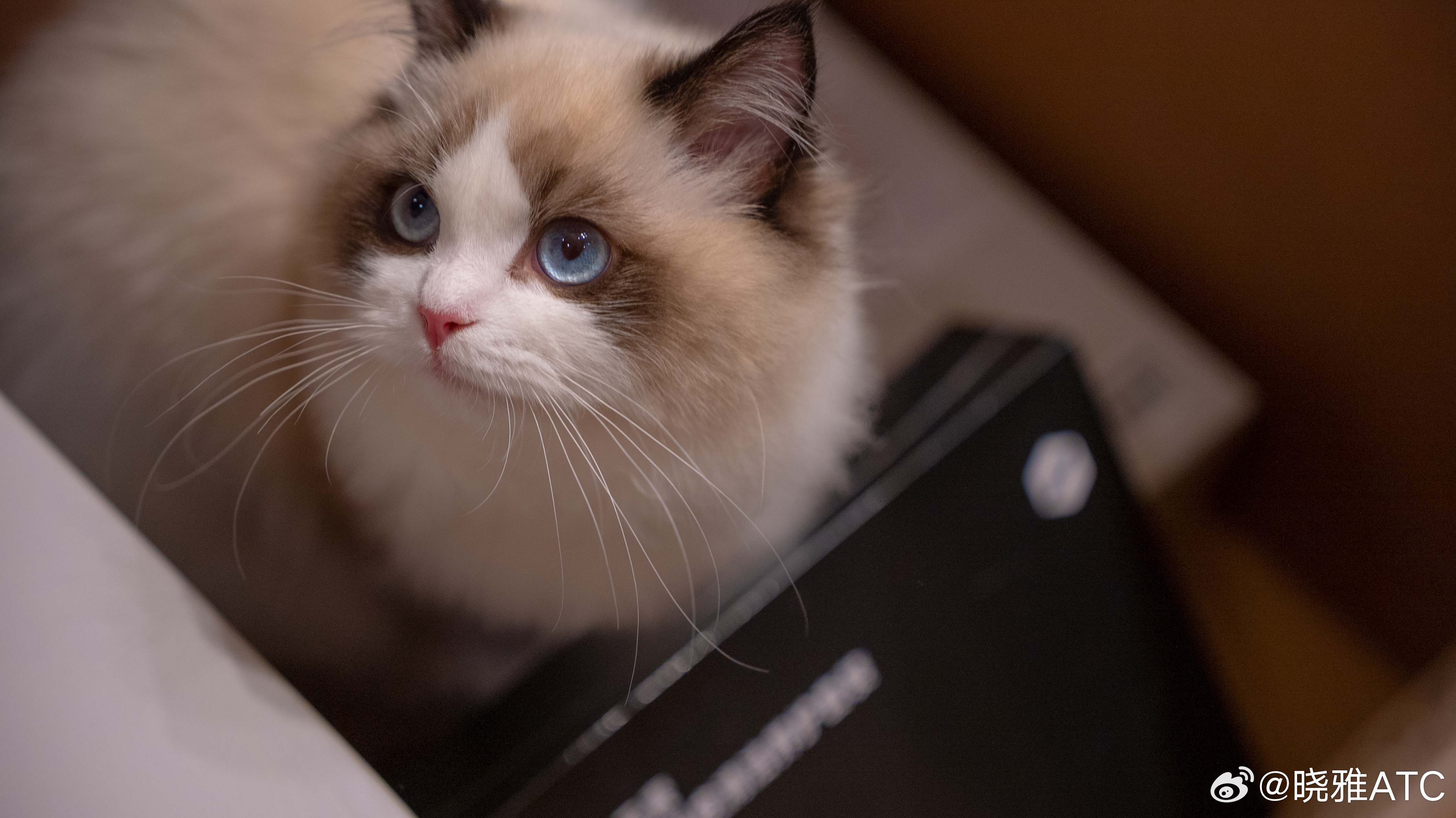 新到了一个小米猫包，小宝进去都不想出来了小米商城大v聊车