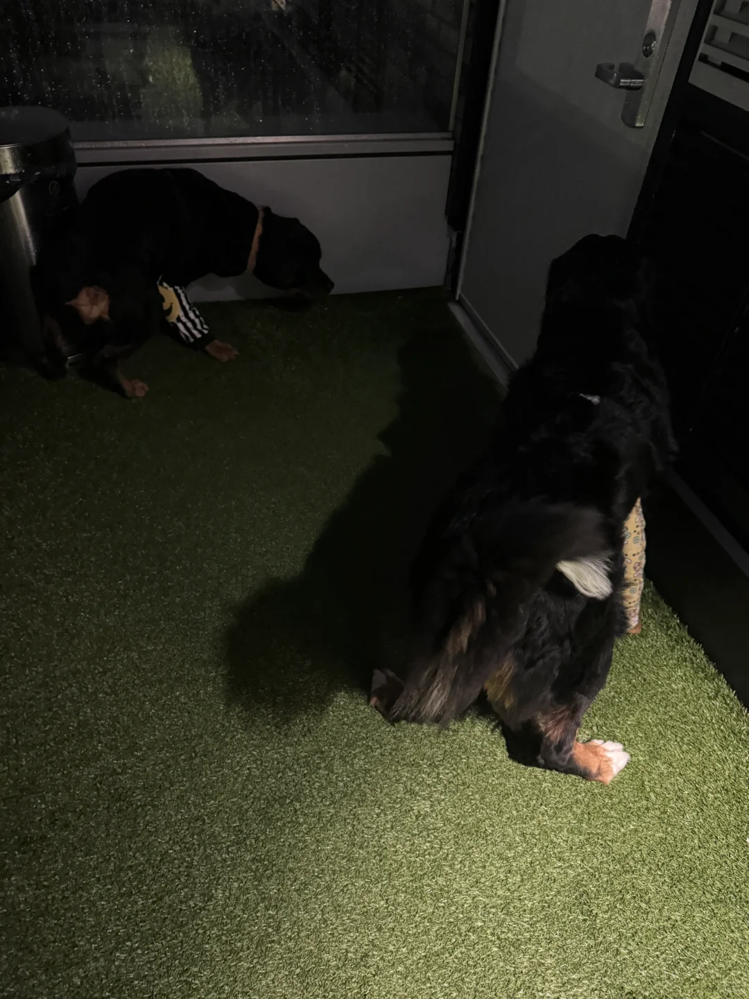 2025的第一泡尿！