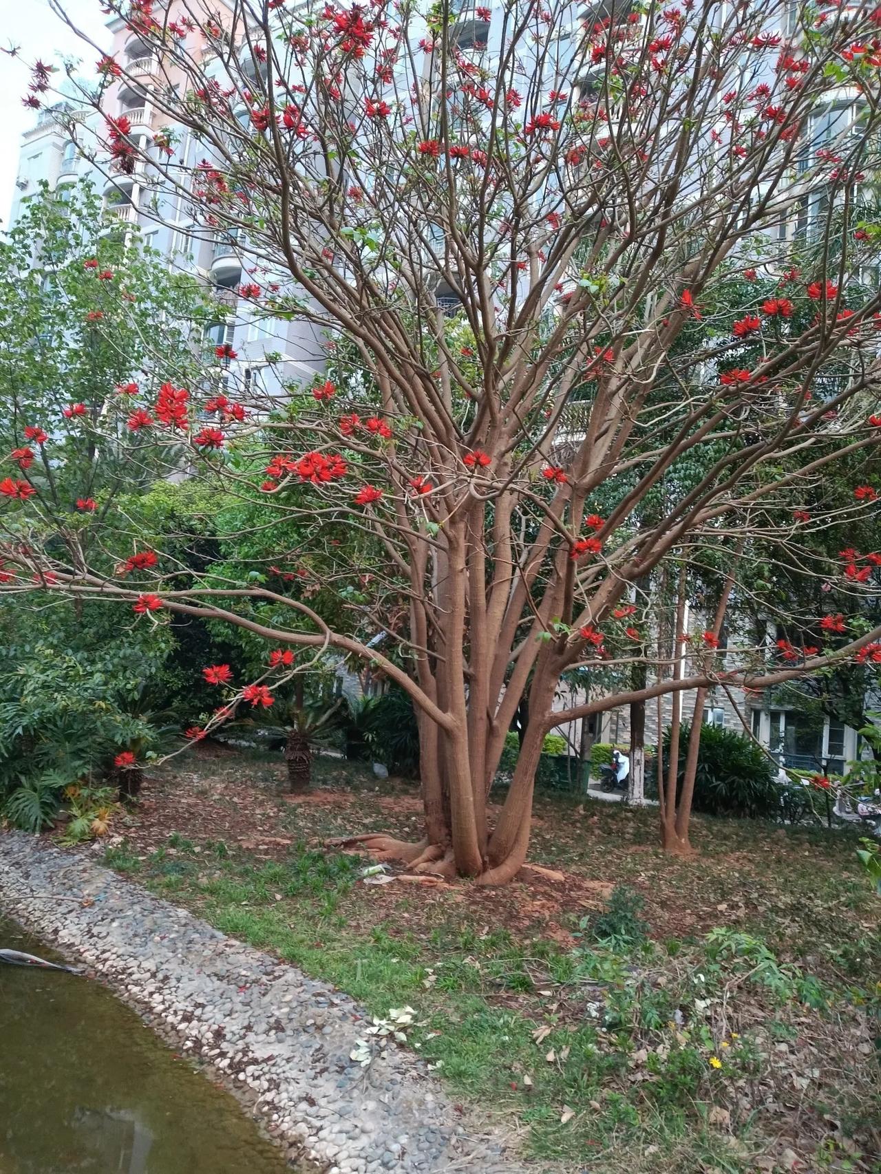 刺桐花开火样红，绿叶待长躲枝中。还须夏季风和雨，那时红绿美相逢！