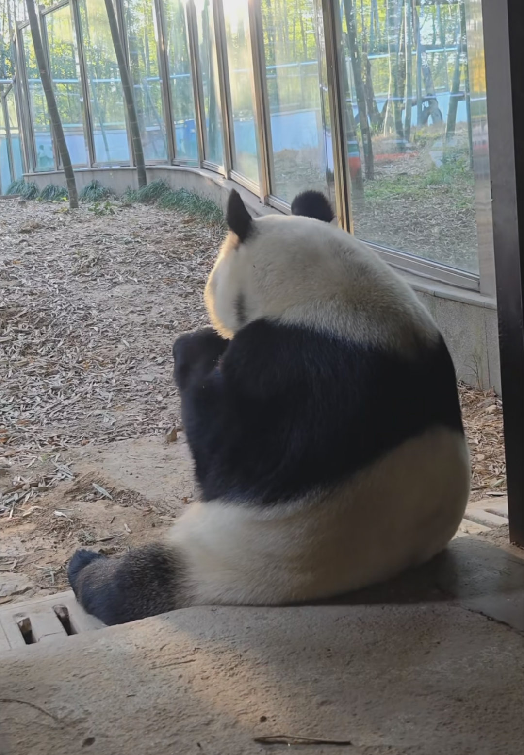 华丽丽又坐台阶了，换个角度，华腻腻表示窝是标准体重～🐼 