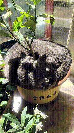 恁瞅瞅姐姐家那只蓝猫，真是精得很！外头日头毒得很，屋里凉飕飕哩，它倒好，直接钻花