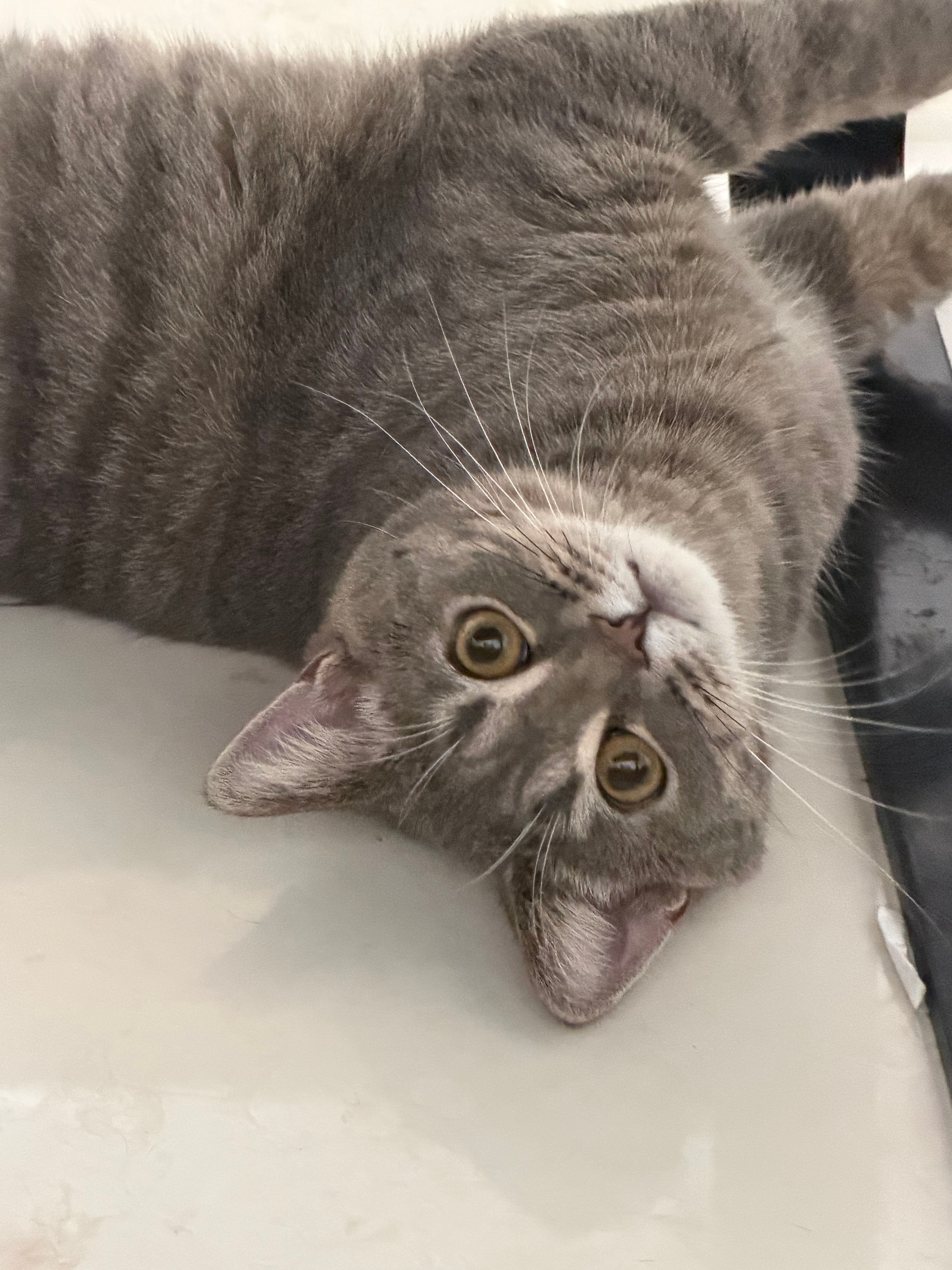 小猫