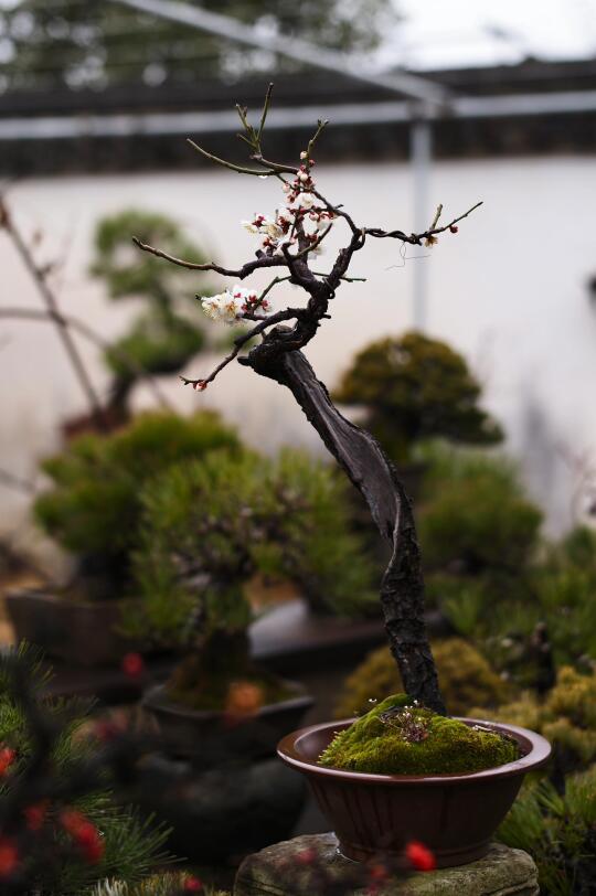 这棵梅花不知道要拍多少次