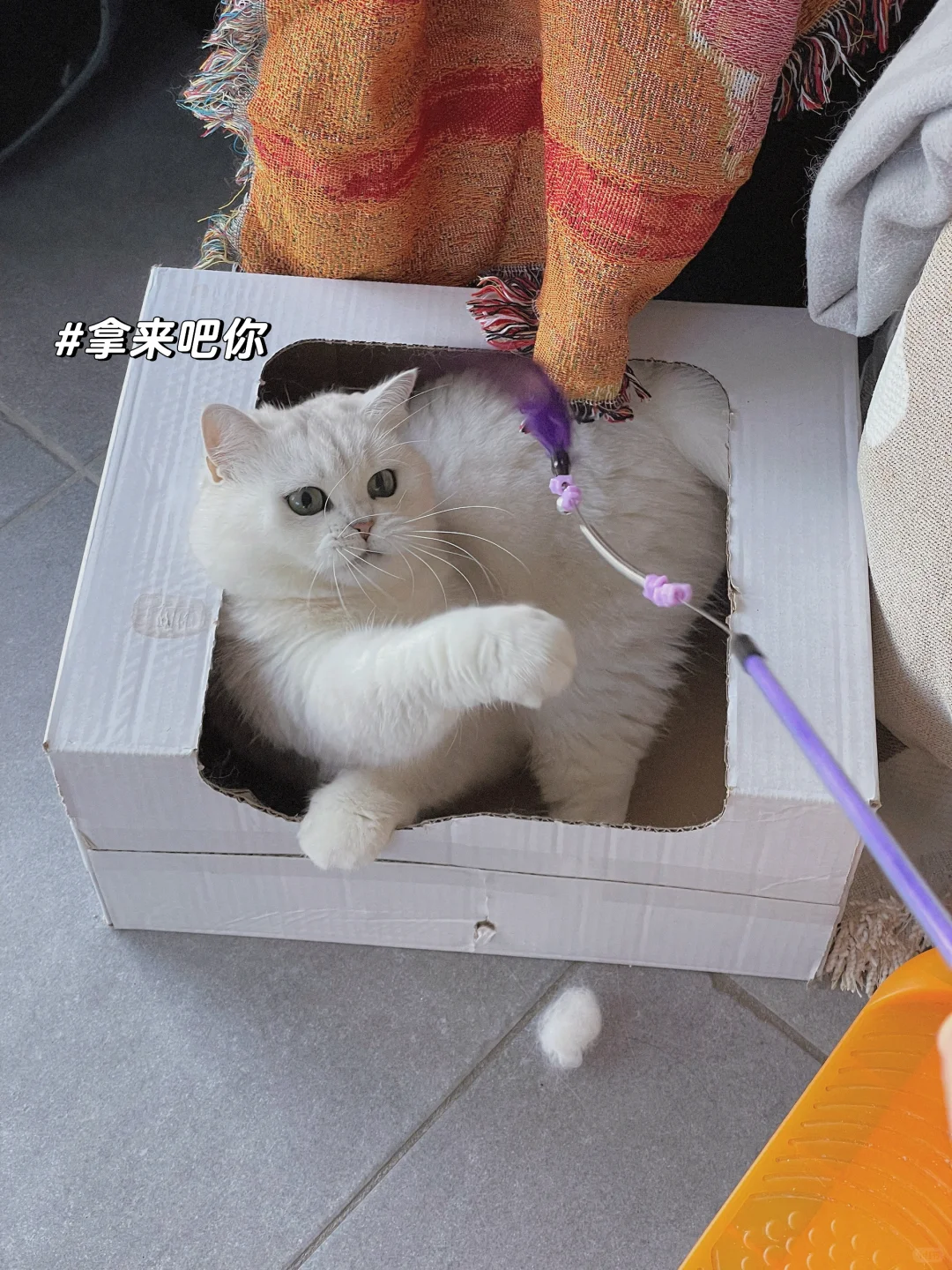 邪恶银渐层大战逗猫棒👿