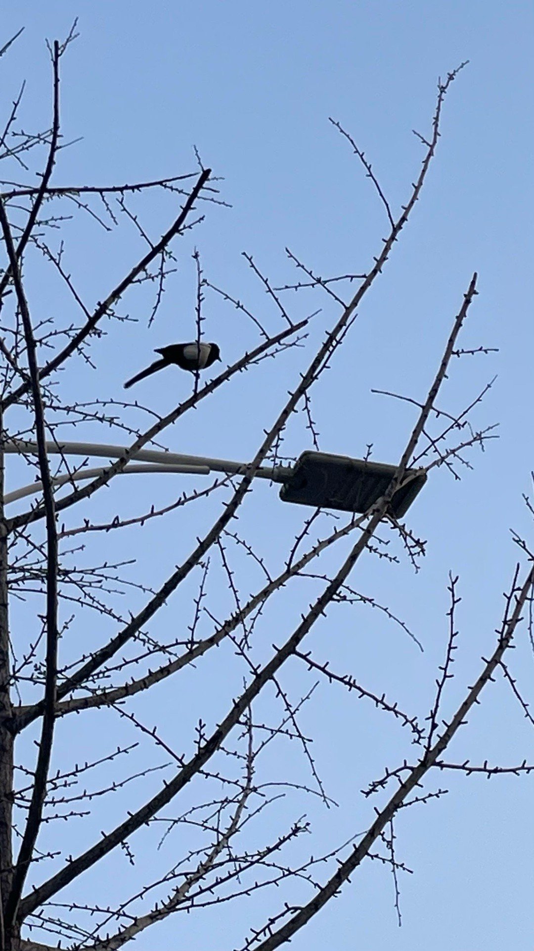 这叫渣渣的鸟能找到虫子吃吗虽然您起的很早 