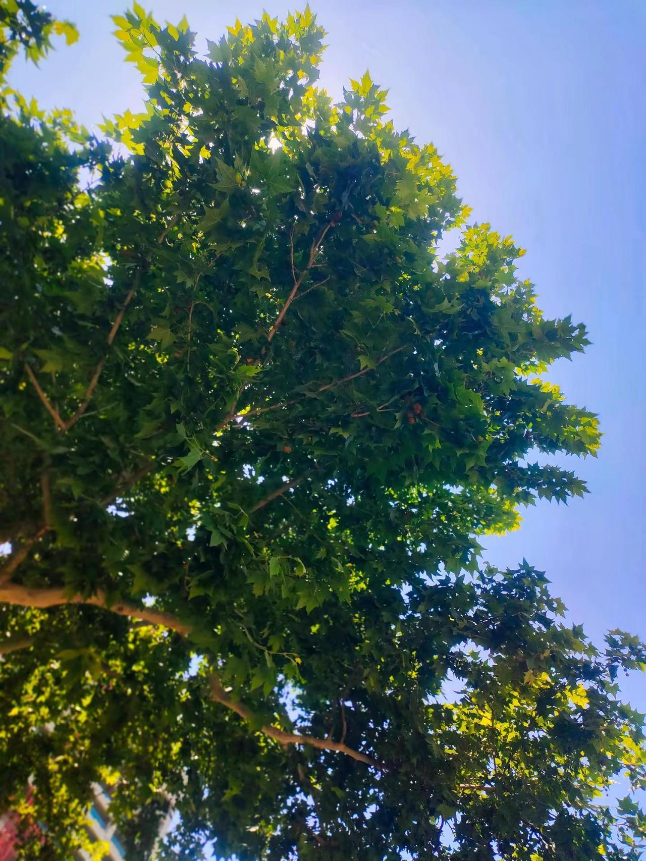 我不愿在镜头里留下落寞的影像，可风总在不经意时，把那年初遇的芬芳，吹进已经褪色的