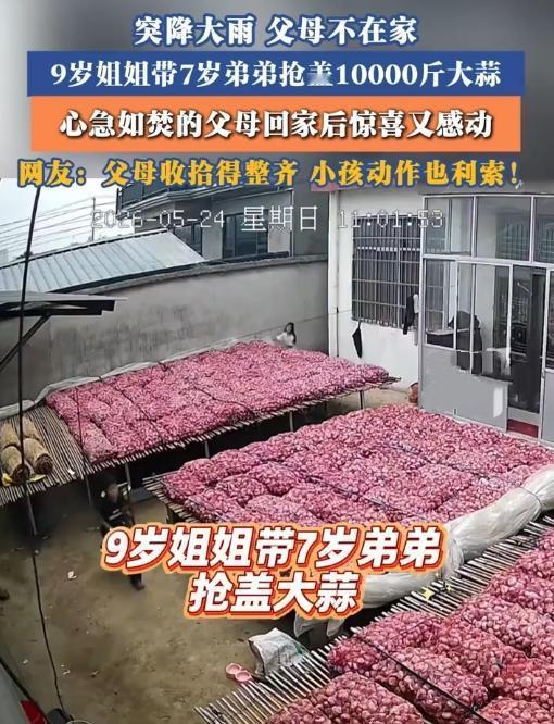 泪目！5月24日江苏邳州突降大雨，蒜农夫妇急疯了——院里一万斤大蒜还晾着！可奔回