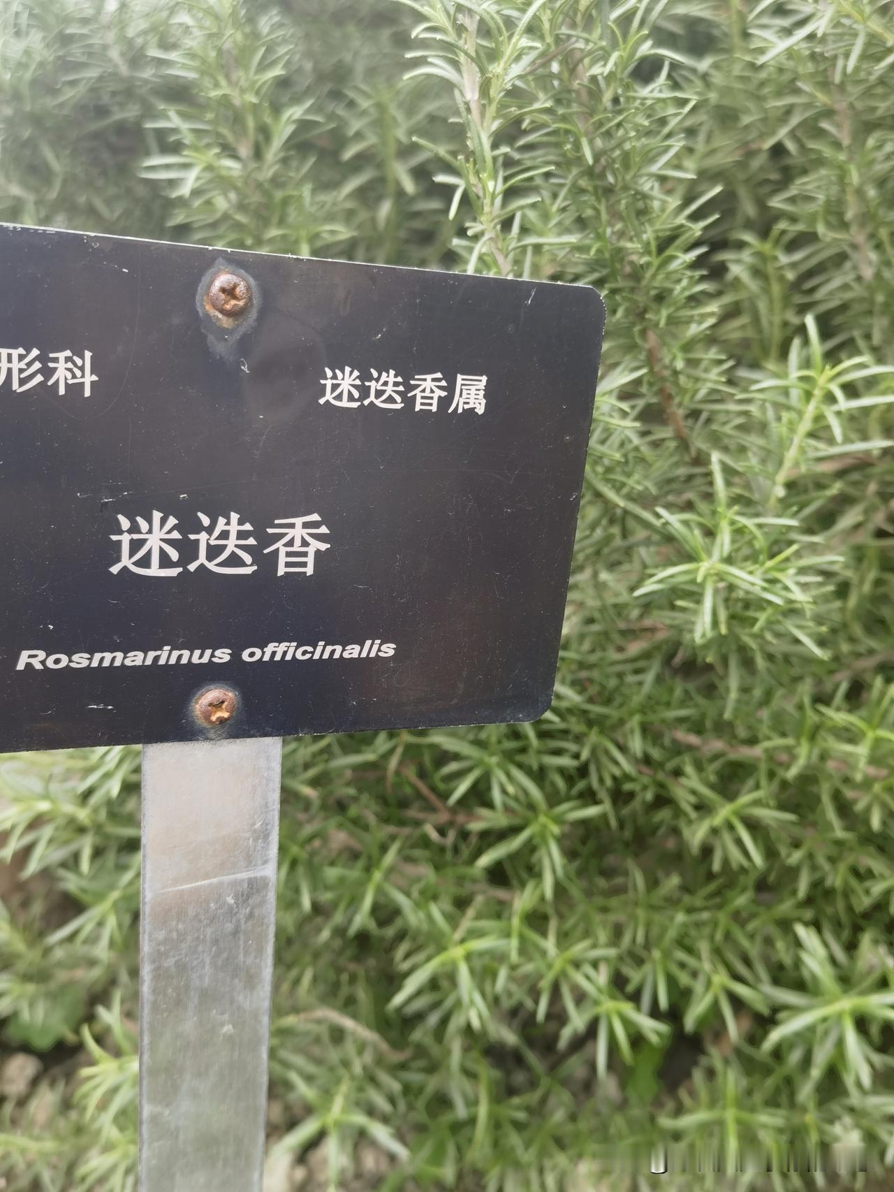 迷迭香
 
你从地中海的风里走来
带着银灰与淡蓝的温柔
细叶如针，藏着阳光的细碎