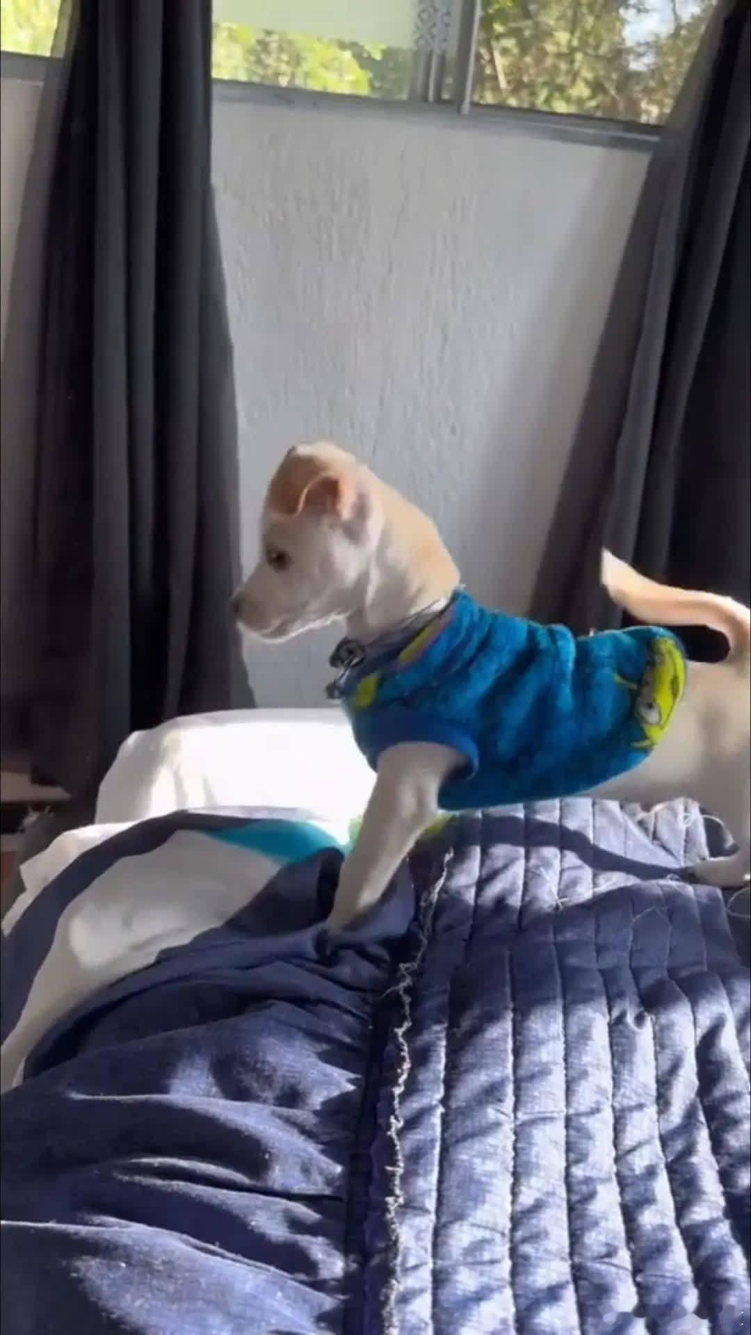 它交了一个新朋友…萌宠宠物