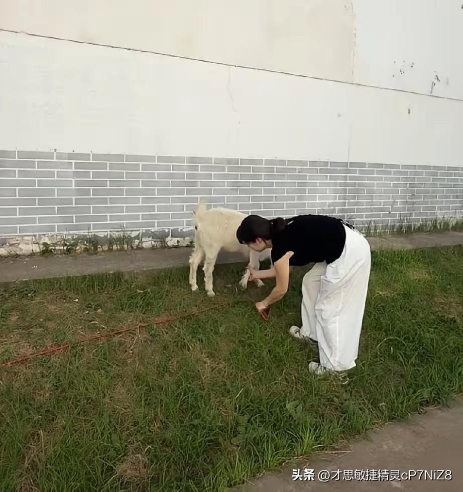西安姑娘直播放羊了，直播间有3000人左右！
​小羊一开始是用红绳子牵着的，但西