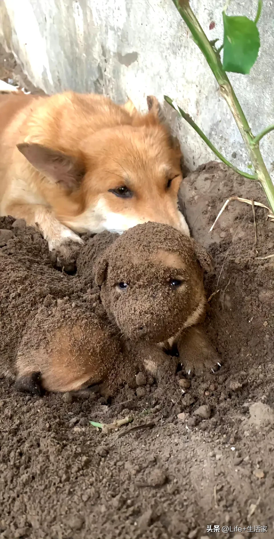 狗狗是担心自己的孩子热，在盖土降温哦[来看我]