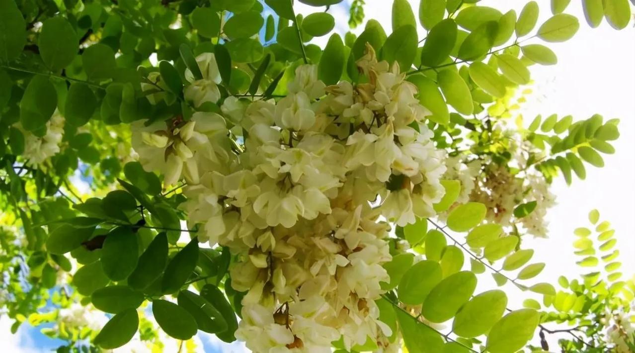 春风拂过，枝头挂满雪白的槐花，一串串、一簇簇，素雅又干净。
 
没有桃李的艳丽，