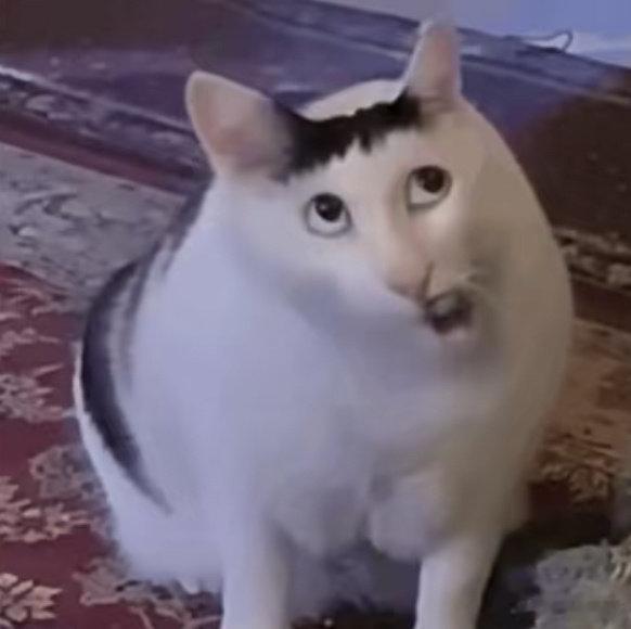 大花那会儿算吸粉的是vv、锁锁。85花幂诗仙鼻丽，除了倪妮，大家都挺吸粉，可能我