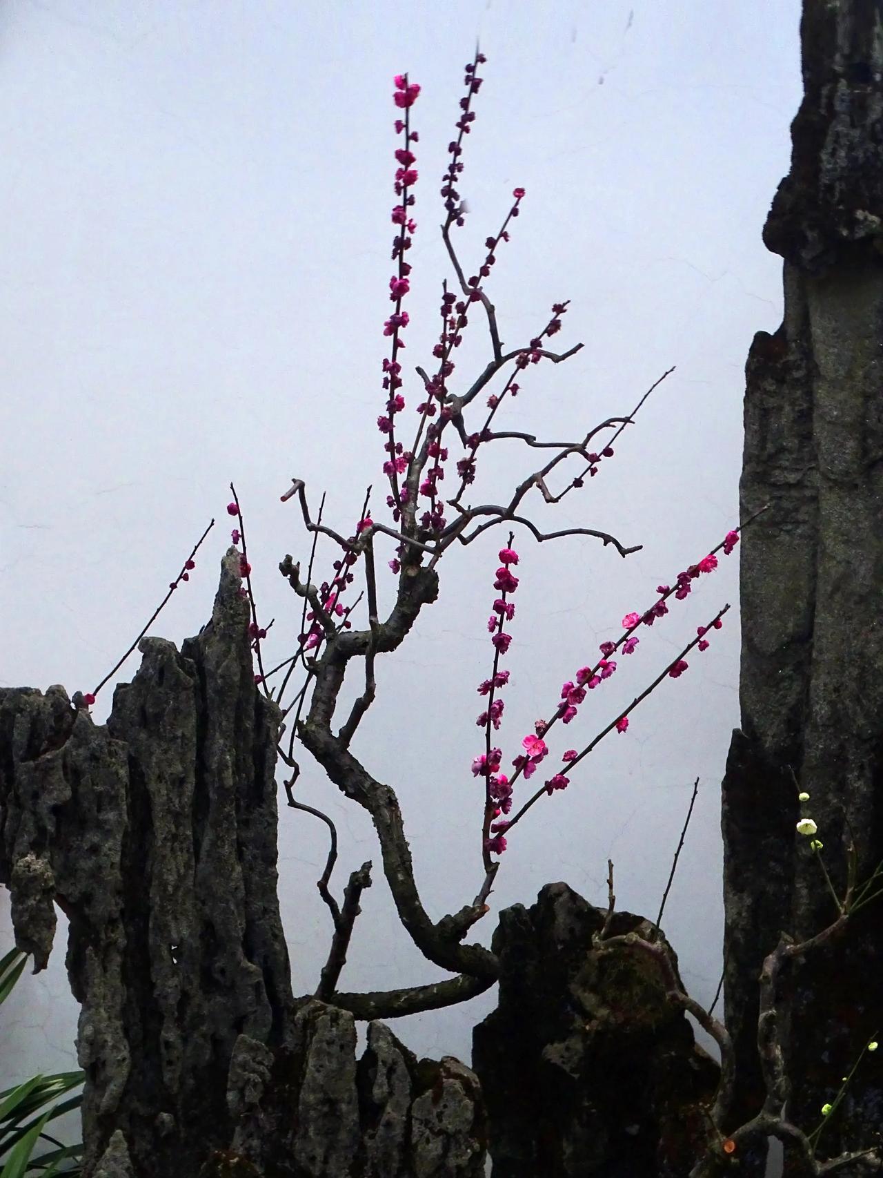 《梅花》
还是喜欢梅花。一个冬天没怎么看见鲜花，寒梅在春寒料峭的时节开花了，不能