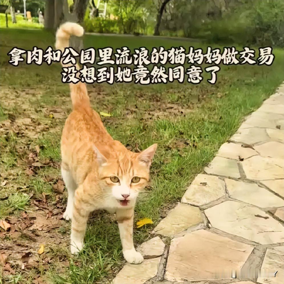 公园橘猫妈妈的信任：一场饱含爱意的“交易”

在公园的石板路上，一只名为“小黄”