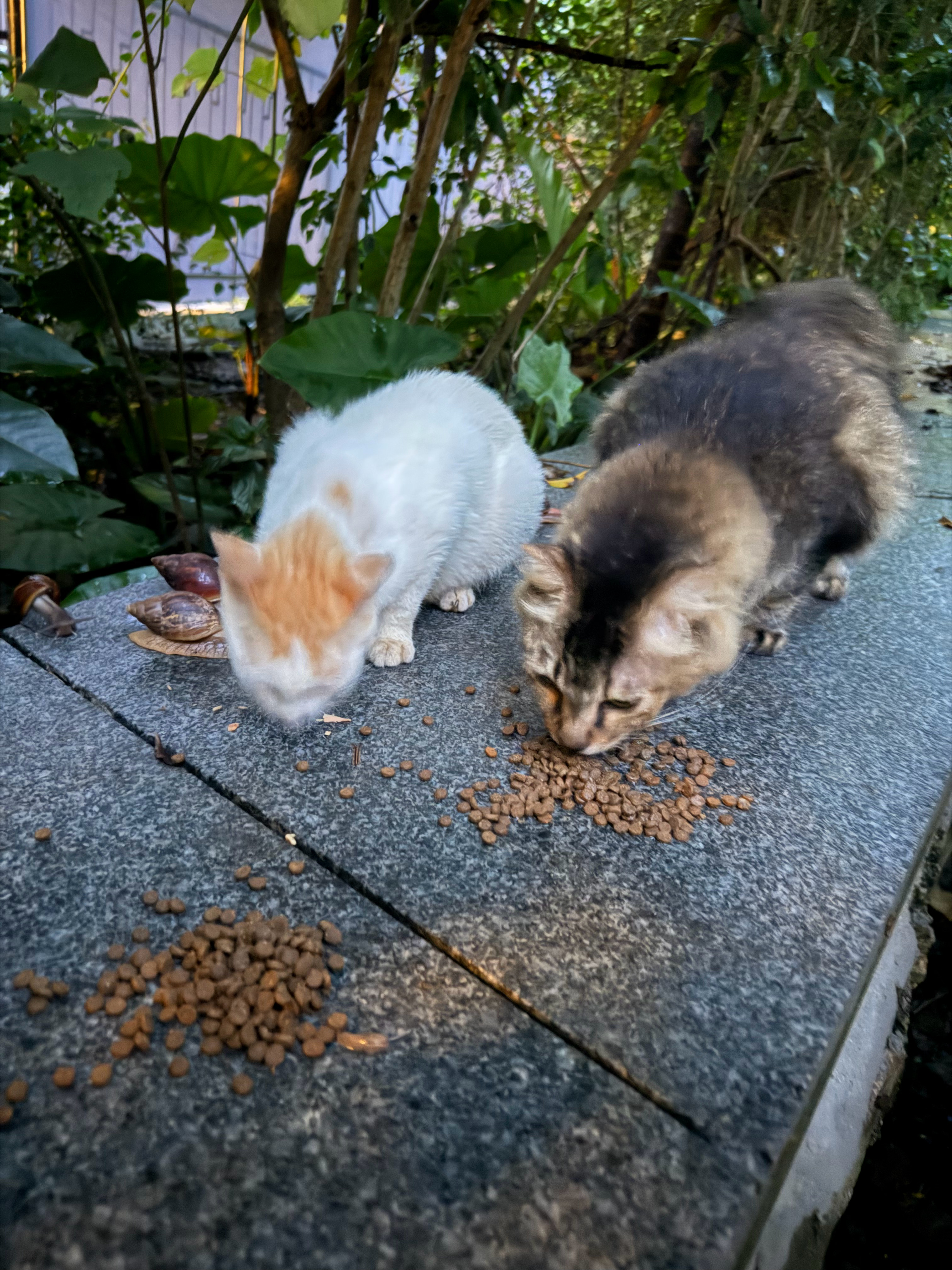 今天没看到宝宝，今天下了好几场暴雨，宝宝在哪里呢？问她们两个也不回。。流浪猫