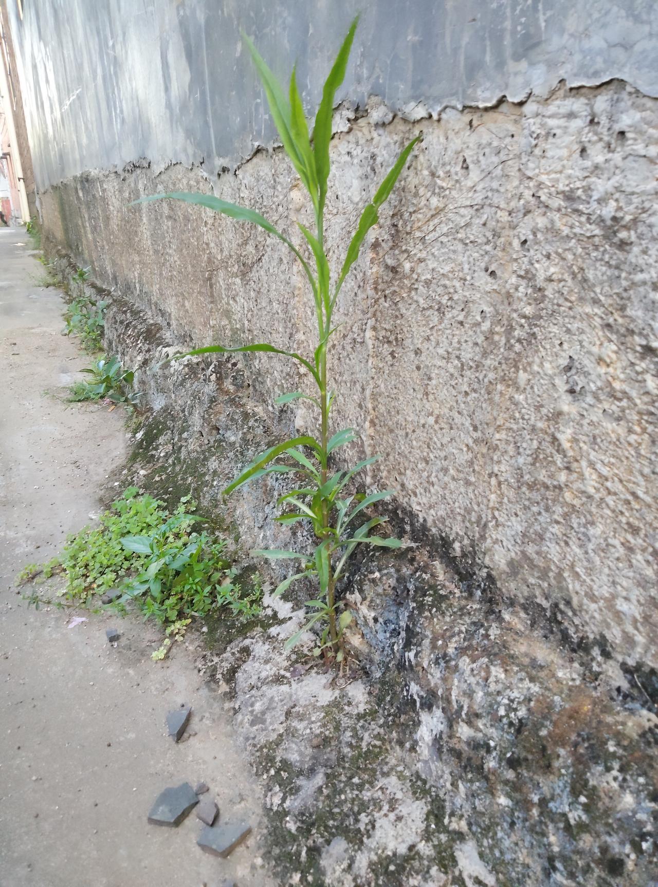你看这株小草，在墙缝里也能直直往上长。没人浇水，没谁呵护，就凭着一点土缝里的潮气