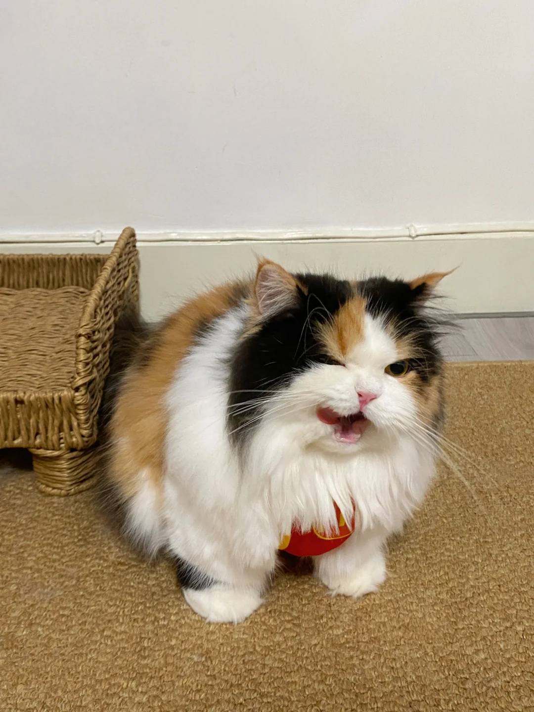 🐱：我小猫咪也绝非善类！