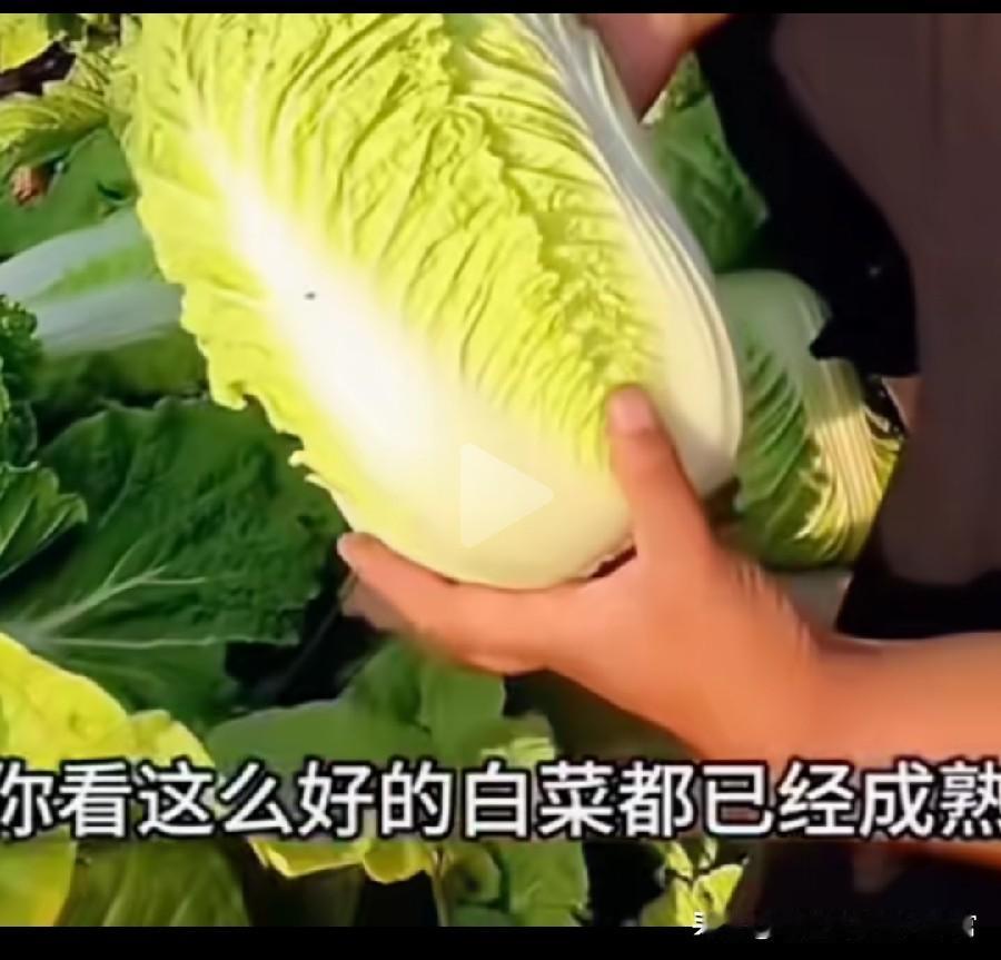 【对甲醛白菜重犯者最高应极刑】

食品安全问题对人体健康最大的问题，建议对造成食