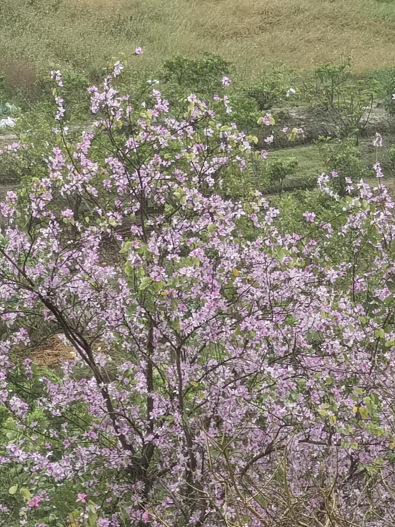 《今日春雨分量足》
    昨夜细雨作预兆，
    今日春雨分量足。
    