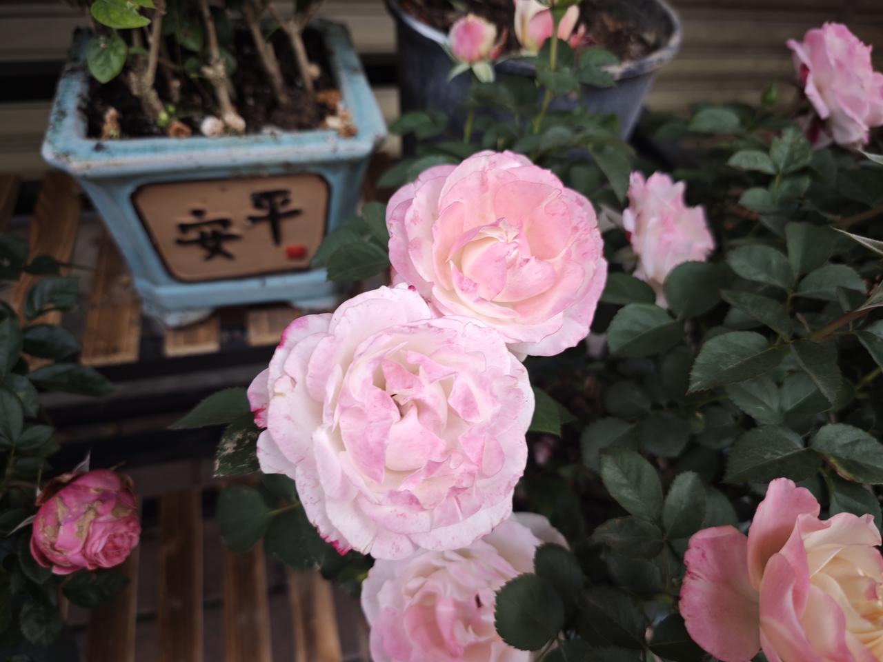 今天跟同事聊天，不知怎么的就说到我们挣的钱，不能留给男人娶续弦的话。

起因大概