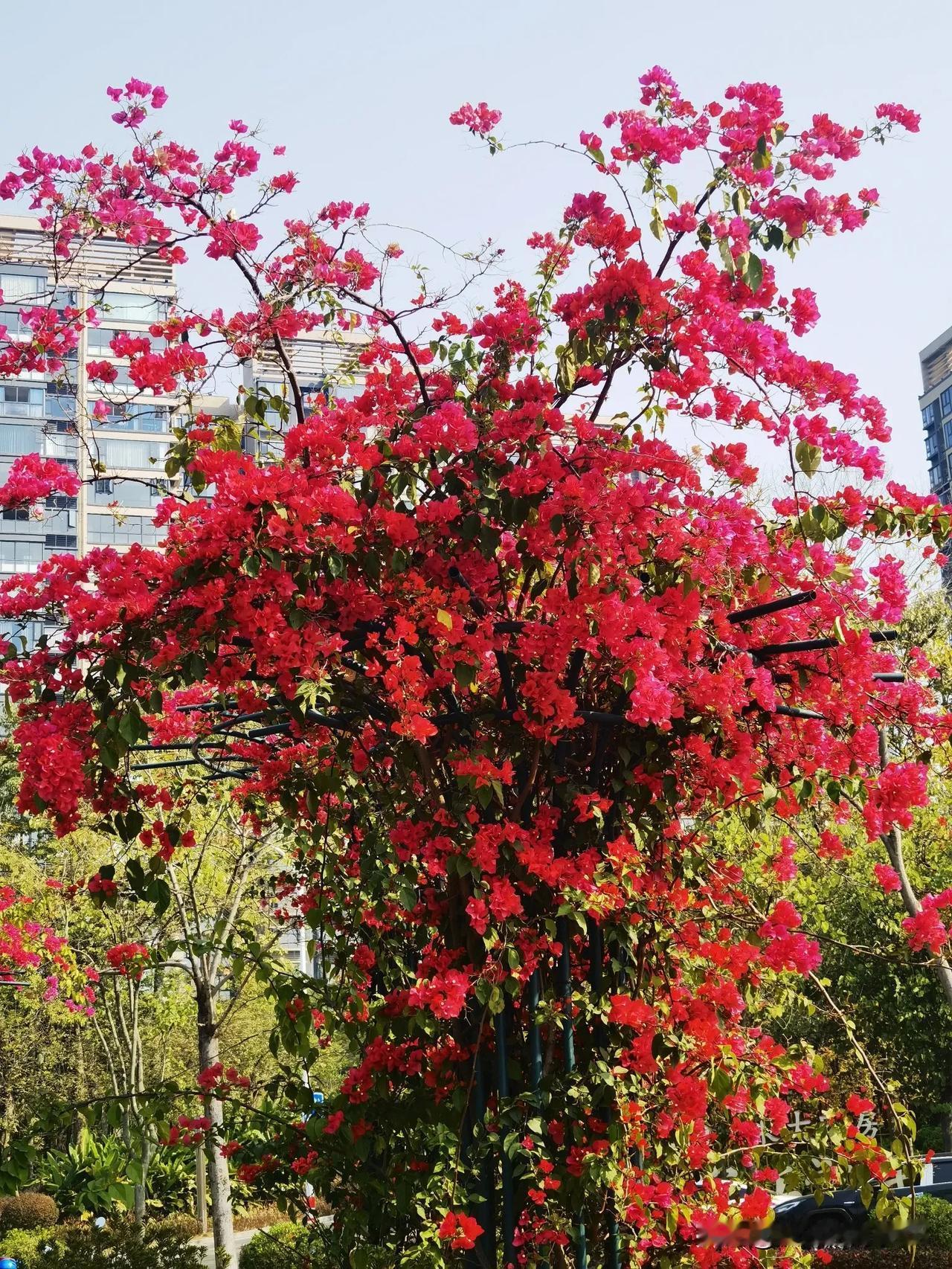 分享冬日好心情今天天气像春天四五份的天气，到处是绿枝鲜花，走在室外，心情很好。图