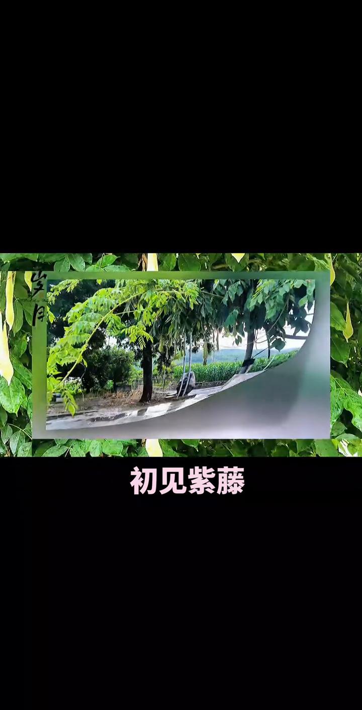 岁月。
初见紫藤。