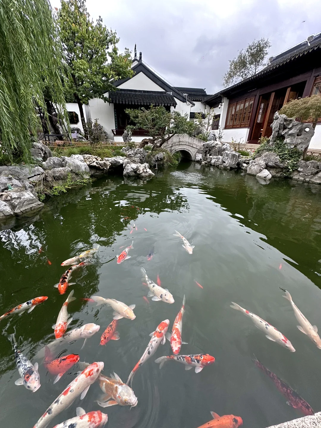 苏州免费园林 喂鱼朗读拍写真玩一天的地方