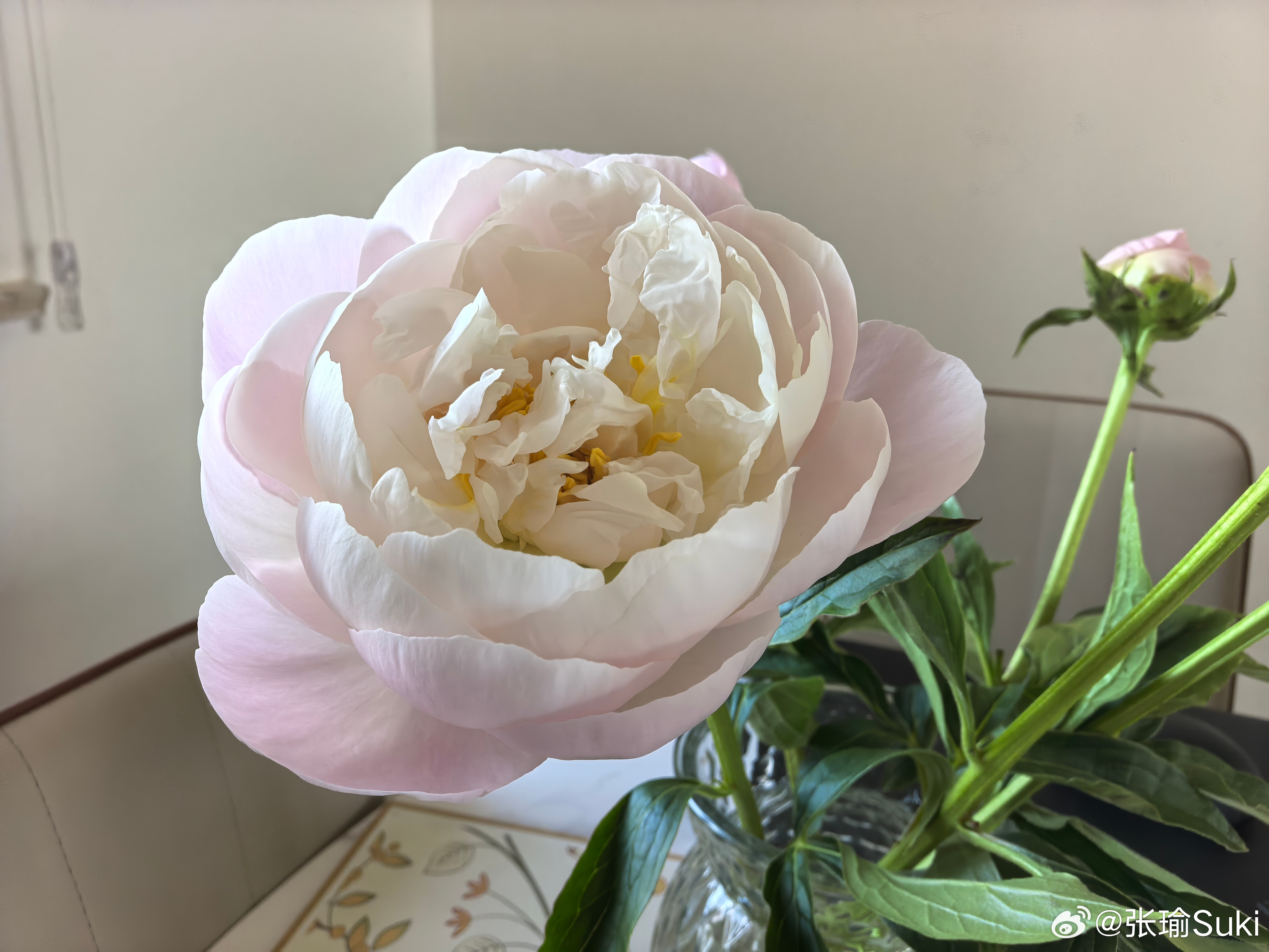 【养花心得】： 芍药花骨朵，深水醒花，扒掉花骨朵皮，啪啪给几个嘴巴子，一定要凶，