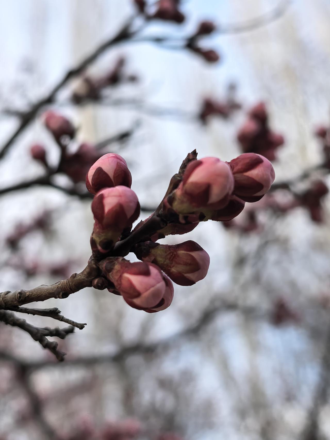 发一张你相册最近拍的花我要开花！[爱慕]