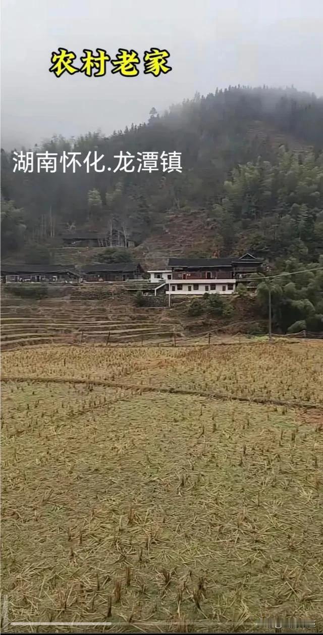 湖南怀化龙潭镇，拍的一张照片，田中的稻谷都已经收割了，居然田里面也没有看到一只鸡