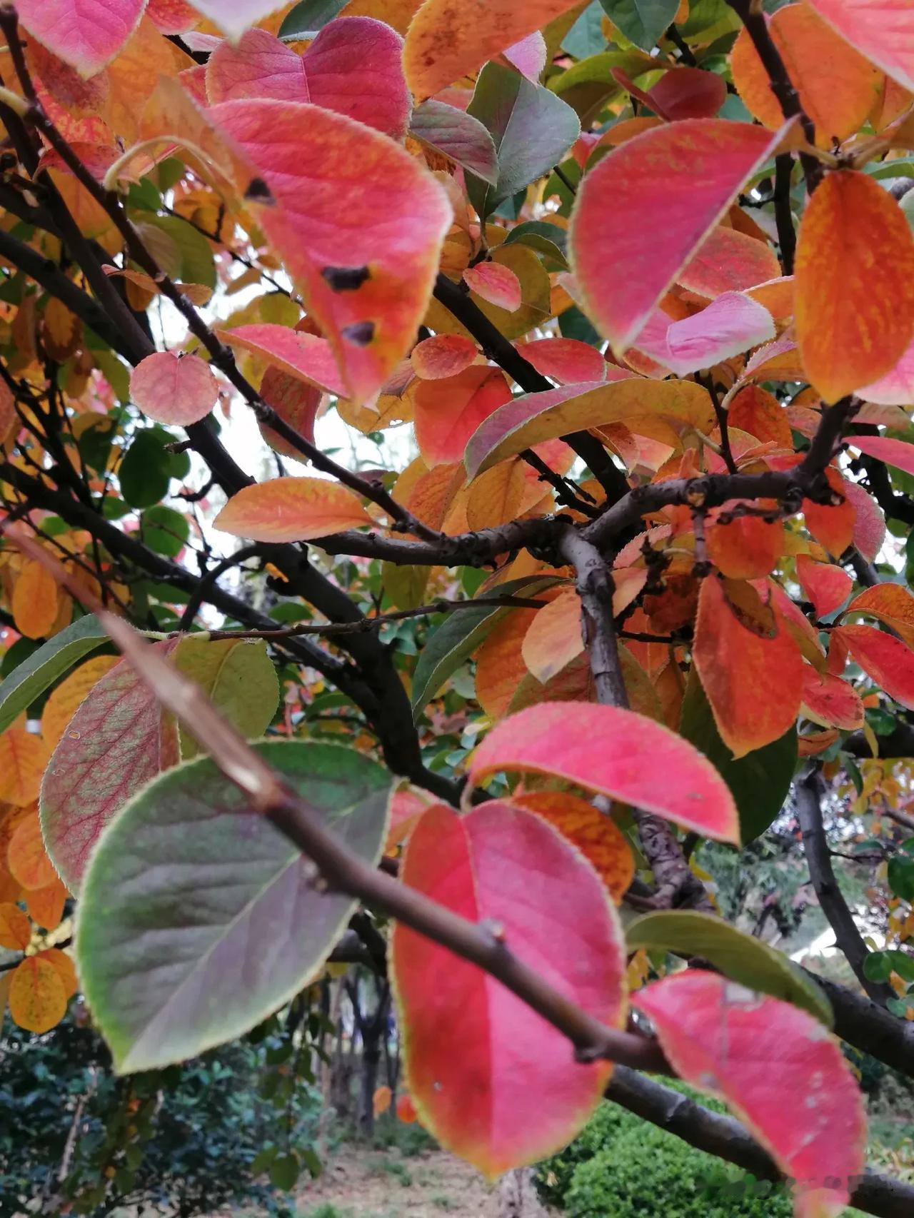 #秋日生活打卡季#秋日思古今

秋风瑟瑟忆楼兰，
红叶泣血染边关。
时光转瞬数千