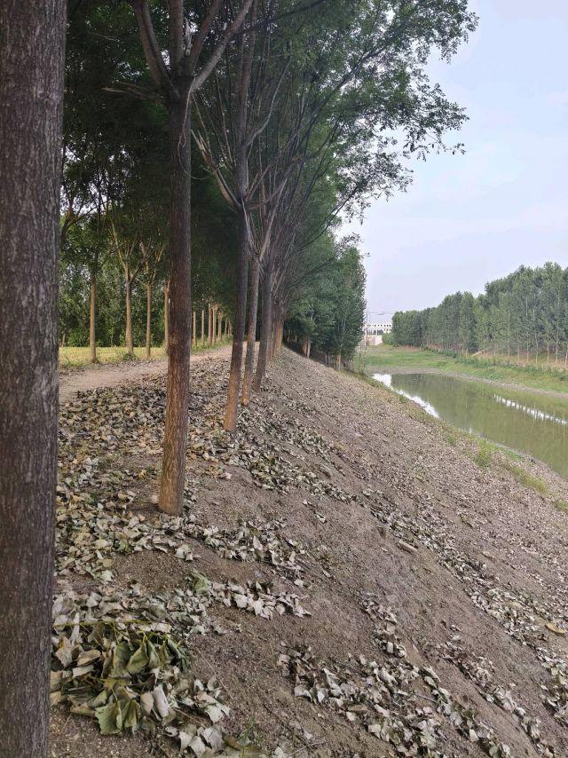 【南泉河河堤承包栽植树木，相邻农田减产难题如何化解】据济宁市网络问政平台消息，汶