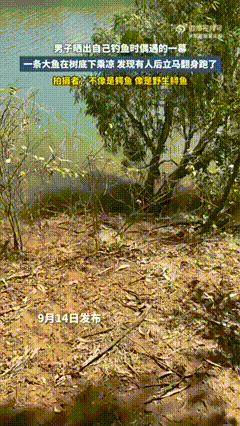 可惜了
那么大的一条鱼
就这样让它跑了[笑哭]