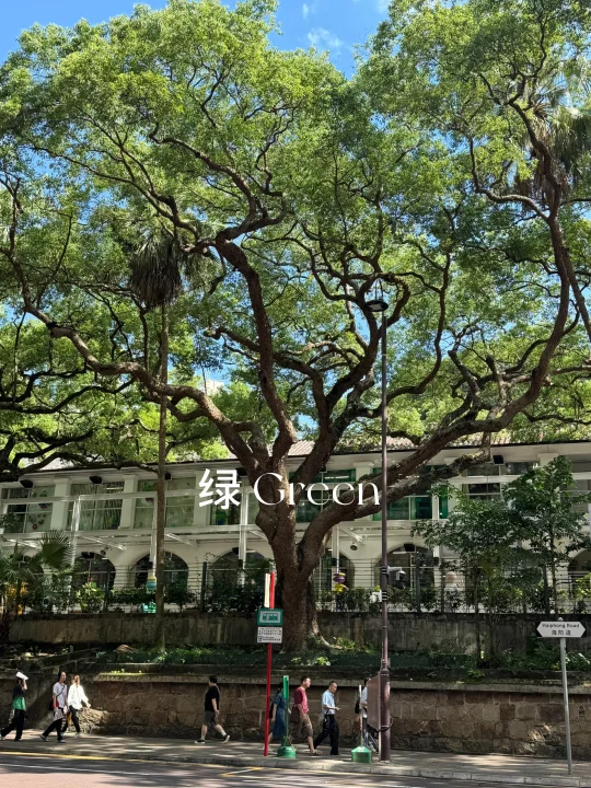 香港的颜色🎨