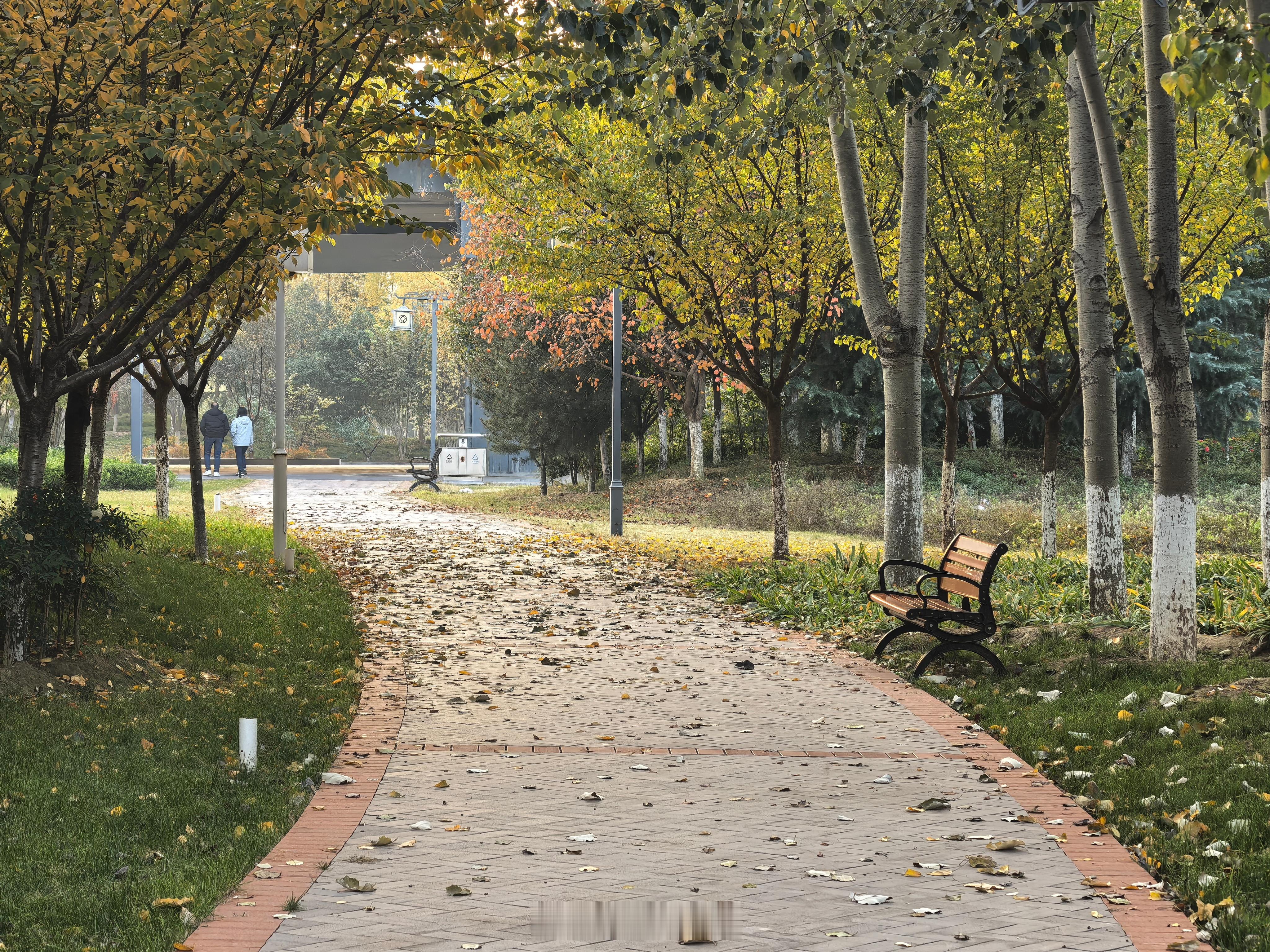 秋天有秋天的美，在叶子还没有落完的时候，真的是五彩缤纷 ​​​