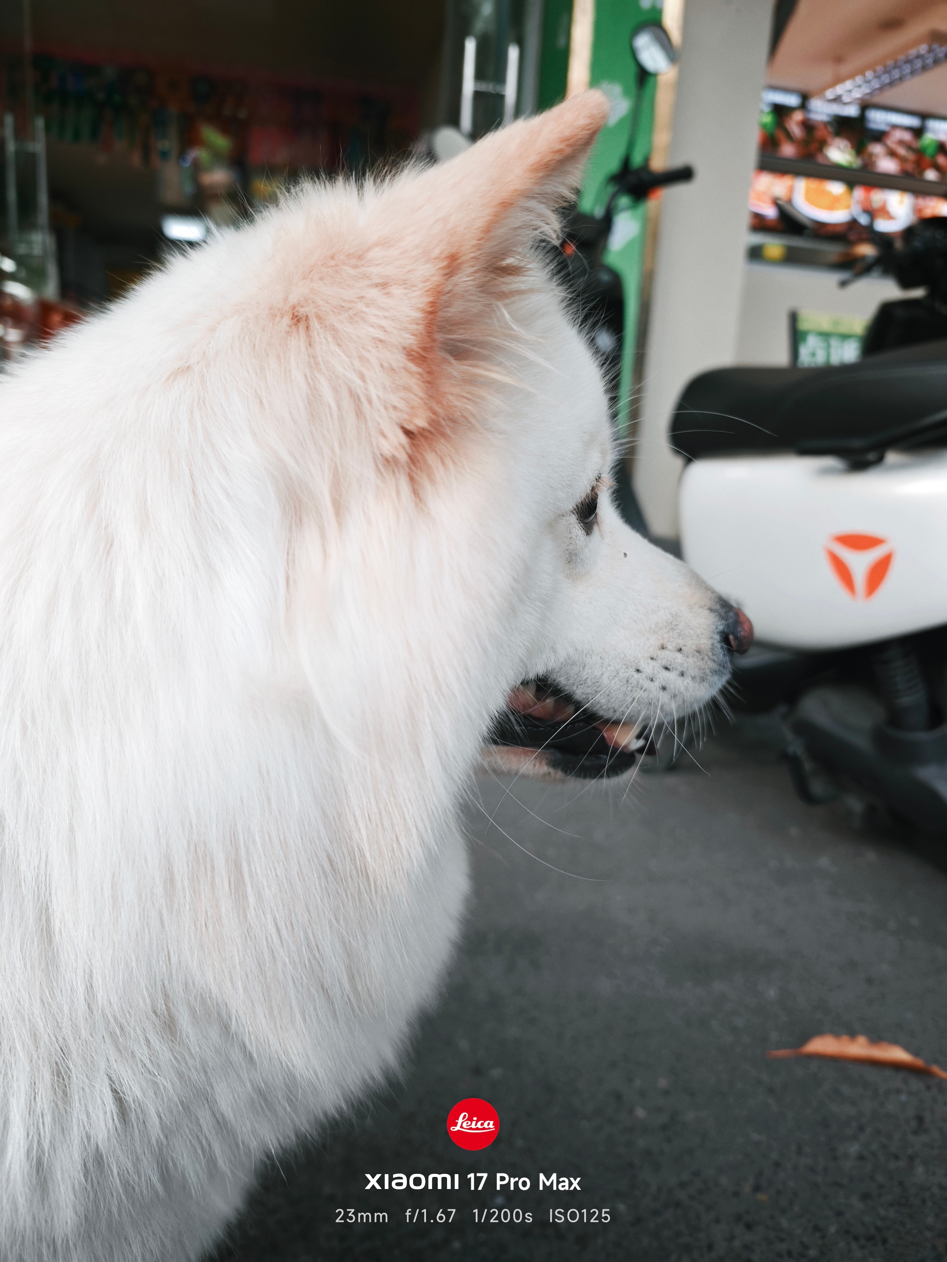 生活手记 论楼下有个宠物店的好处天天贴贴！ 