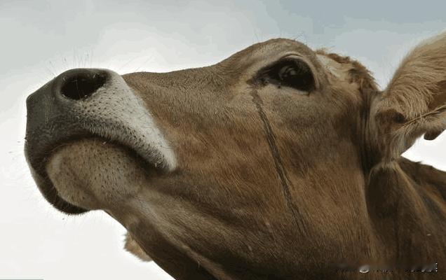 为什么牛被宰杀时会流眼泪？
你研究一下历史就会明白，在很多时候，耕牛地位尊崇，封