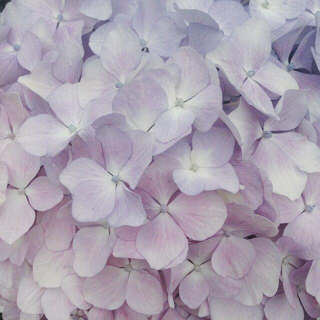 【背景图】分享‹𝟹₊˚⊹♡紫色|绿色|梦幻|优雅|文艺|高贵|朦胧|审美积累 