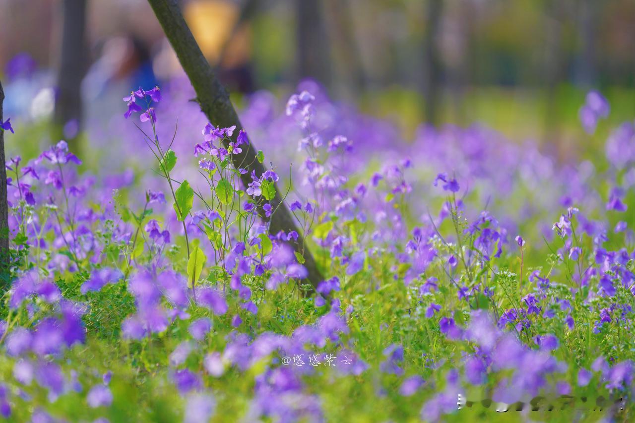襄阳鱼梁洲二月兰开了！
汉江中央的紫色花海，太美了
 
襄阳的春天，藏在鱼梁洲这