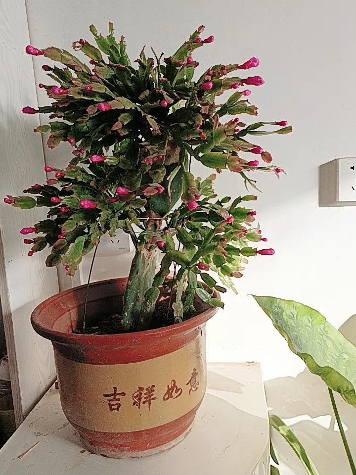 我家的蟹爪兰花苞即将绽放