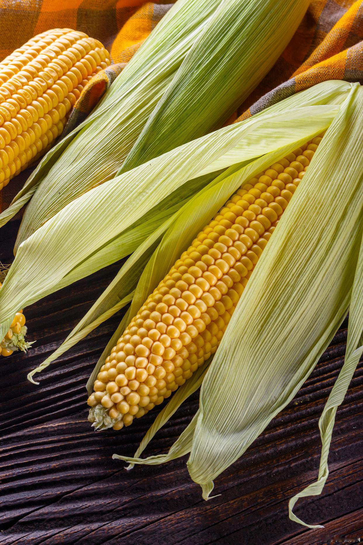 山东1.11元/斤玉米收购价背后，一场无声的“粮仓保卫战”正在上演！农民笑了，粮