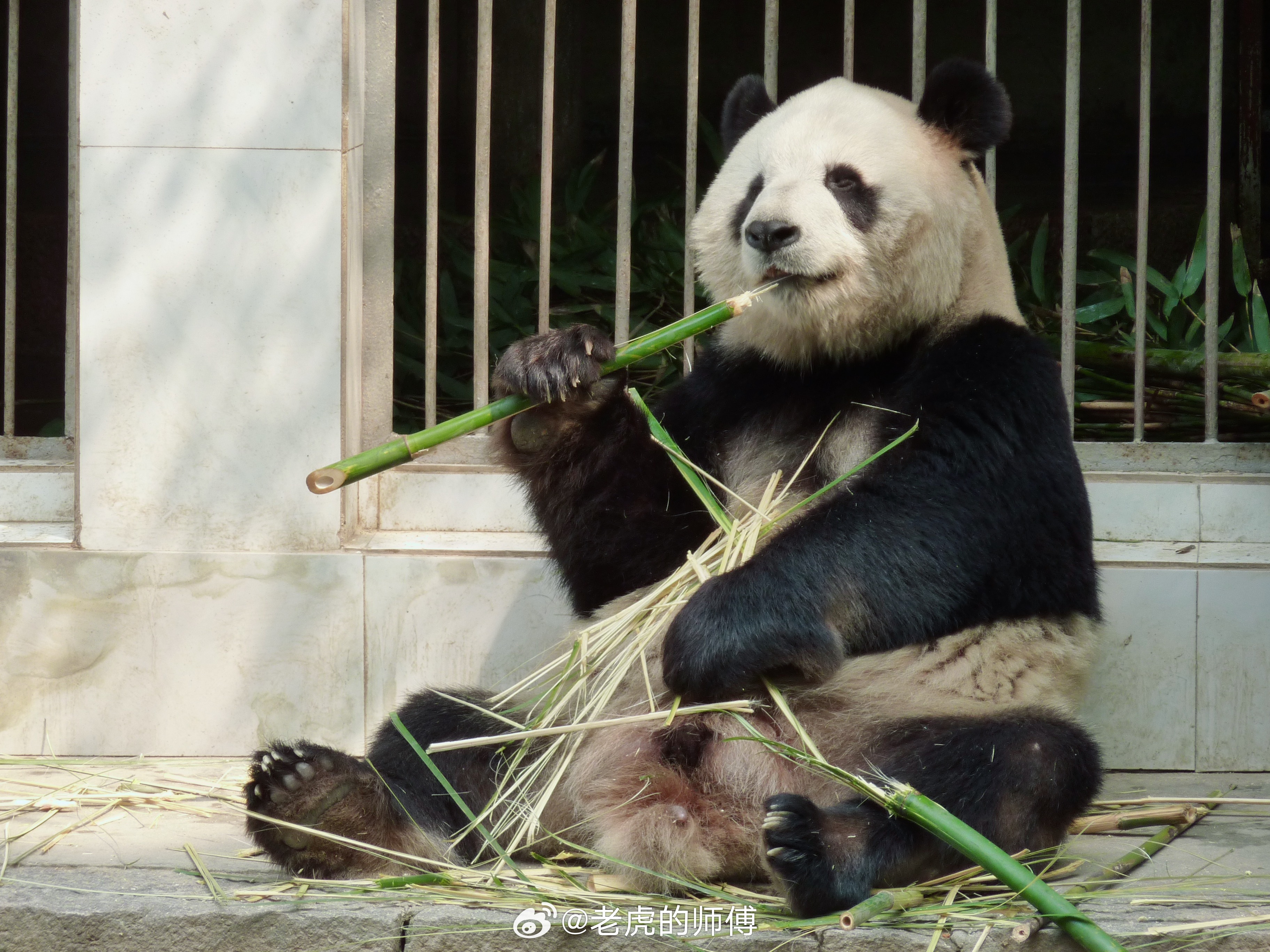 16年前的福州熊猫世界，怎么也想不起来为什么会用这个姿势拍照，感觉像被抓的摩的司