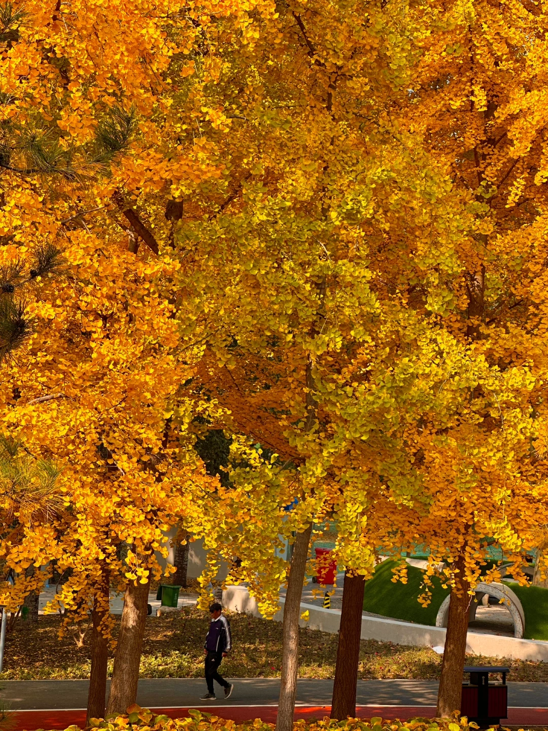 不是我说这公园没人么❓这已经巅峰附地图🗺️