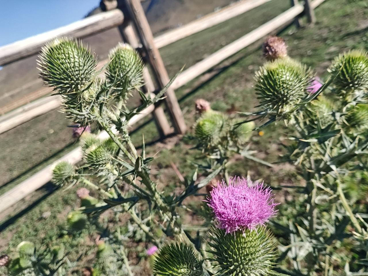 喀纳斯的花朵

这是什么花